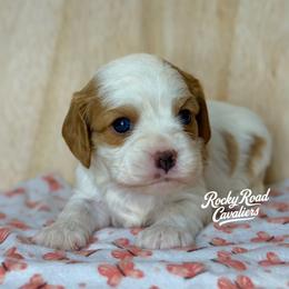 Jasper - Blenheim male Cavalier King Charles Spaniel puppy in Nashville, Arkansas from Rocky Road Puppies