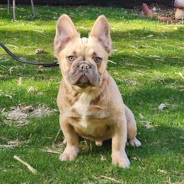 Ace - French Bulldog puppy in Hartford, Connecticut from French Bulldogs Planet