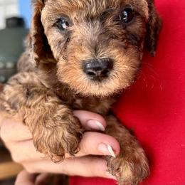 Poodle Puppies from Poodles of Tampa Bay