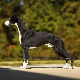 Spirit - Whippet