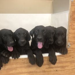 German Shepherd and Labrador Retriever Puppies from RJS Kennels