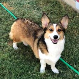 Ana - Pembroke Welsh Corgi