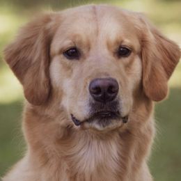Golden Retrievers from Mischief Golden Retrievers