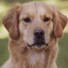 Golden Retrievers from Mischief Golden Retrievers