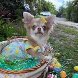 Pumkin - Chocolate sabled fawn female Chihuahua puppy in Naples, Florida from Naples Tiny Dogs