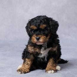 Seth - Black and tan male Cavapoo puppy in Apple Creek, Ohio from Grandeur Valley Puppies