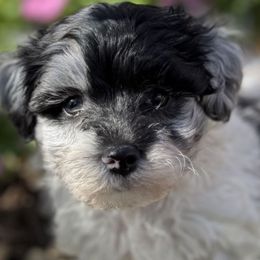 Justus - Merle male Maltipoo puppy in Lebanon, Kentucky from Mosaic Merle Doodles