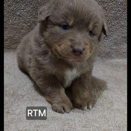 Jb4 - Red tri male Miniature Australian Shepherd puppy in Bend, Oregon from Badlands Toy and Mini Aussies