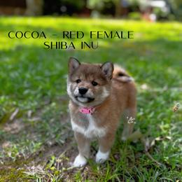 Shiba Inu Puppies from H & J Shiba Inu’s