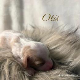Otis - White male Cavapoo puppy in Gilbert, Arizona from Cavapoo Lifestyle