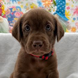 Red - Chocolate male Labrador Retriever puppy in Heath Springs, South Carolina from Rich Hill Retrievers