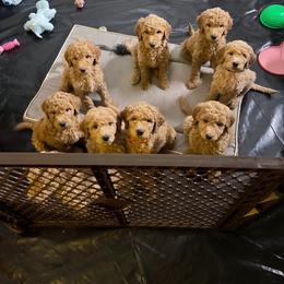 Goldendoodle Puppies from Da Ruba Doodles