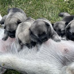 Norwegian Elkhound Puppies from English Bench Elkhounds