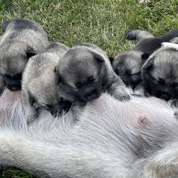Norwegian Elkhound Puppies from English Bench Elkhounds
