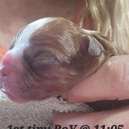 BoY 1 - Red male Boston Terrier puppy in Versailles, Indiana from Benhams Bostons