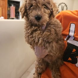 Theo - Red  male Goldendoodle puppy in Tucson, Arizona from Ever After Doodles Arizona