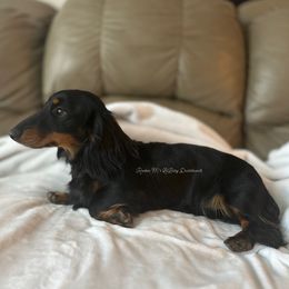 Loki - Dachshund