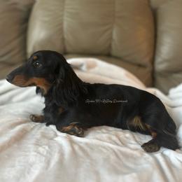 Loki - Dachshund