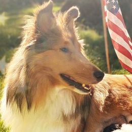 Collies from Mama Mia Collie