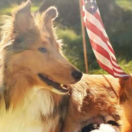 Collies from Mama Mia Collie