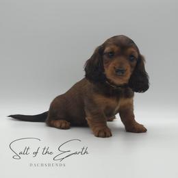 Pink Collar ON HOLD - Red female Dachshund puppy in Zebulon, North Carolina from Salt of the Earth Dachshunds