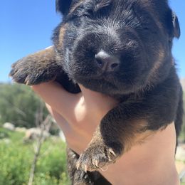 Misha - Black and red German Shepherd puppy in Anza, California from Top Shepherd & French bulldog kennel