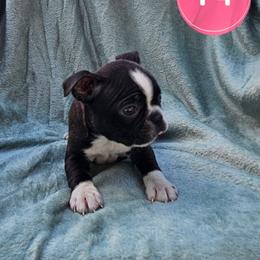 F4 - Brindle and white female Boston Terrier puppy in Newton Grove, North Carolina from Sassifras Boston Terriers