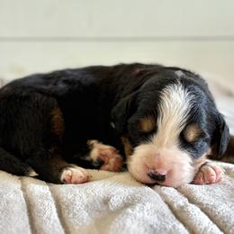 Tramp - Black rust and white male Bernese Mountain Dog puppy in Oregon City, Oregon from N.W. Mountain Retrievers