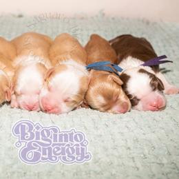 Australian Labradoodle puppies from Saguaro Blossom Doodles