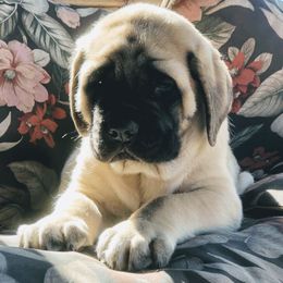 Mastiff Puppies from Majestic Mastiffs of Florida