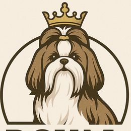 Shih Tzus from Prieto Shih-Tzu's