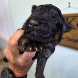 Encore - Black and red male German Shepherd puppy in Columbus, Indiana from Stony Lonesome GSD