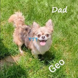 Geo - Chihuahua
