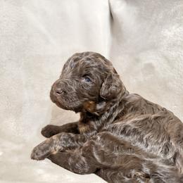 Dustin - Chocolate male Goldendoodle puppy in Eureka, California from North Coast Doodles