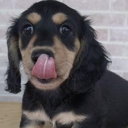 Dachshunds from Dachshund Hall