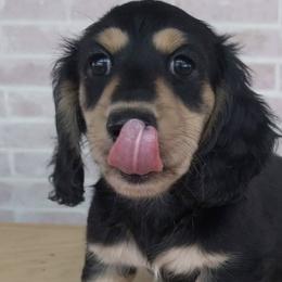 Dachshunds from Dachshund Hall
