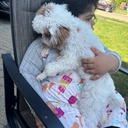Sophie violet - Parti female Poodle puppy in Waukegan, Illinois from LaPoodles