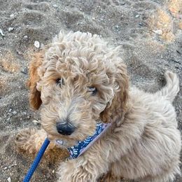 Goldendoodle and Poodle Puppies from Texoma Poodle Ranch