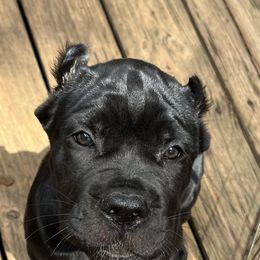 Cane Corso Puppies from Palazzo Cane Corso