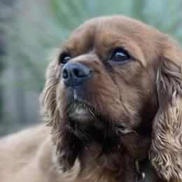 Minka - Cavalier King Charles Spaniel