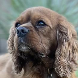 Minka - Cavalier King Charles Spaniel