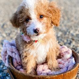 Girl 2 - Goldendoodle puppy from MightyDoods