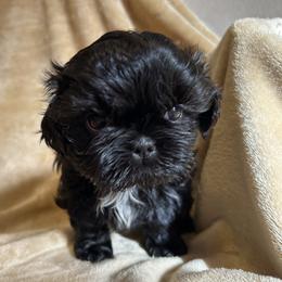 Shih Tzu Puppies from Prestige Shih Tzu Family