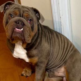 Pun - Bulldog