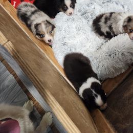 Australian Shepherd and Golden Retriever Puppies from Barking Creek Ranch