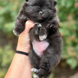 MALEFICENT - Black female Pomeranian puppy in Willis, Texas from Treasured Jewels Pomeranians