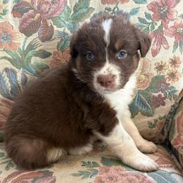 Apollo - Red tri-color male Australian Shepherd puppy in Grants Pass, Oregon from Carmel Mountain Aussies