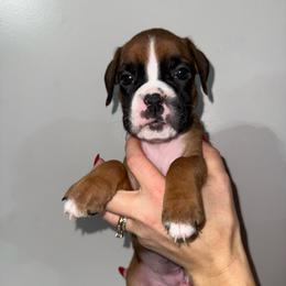 Tyra - Fawn female Boxer puppy in Jamesville, New York from Reynolds Homestead Boxers