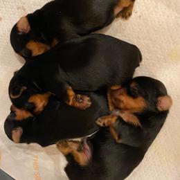 Yorkshire Terrier Puppies from Chikito's Yorkies