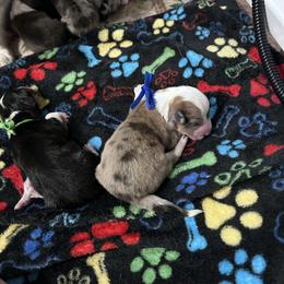 Blue collar boy - Red merle and white male American Corgi puppy in Flat Rock, Alabama from Fluffy Butt Acres